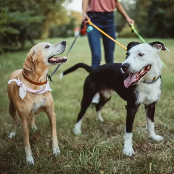 two dogs on leashes